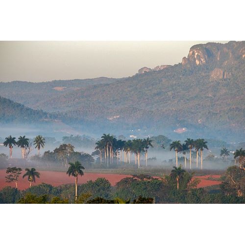 Morning fog rises from the palm tree lined Vinales Valley-Cuba